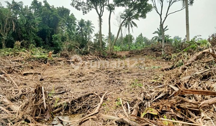 Land for Rent Nurdin Panji