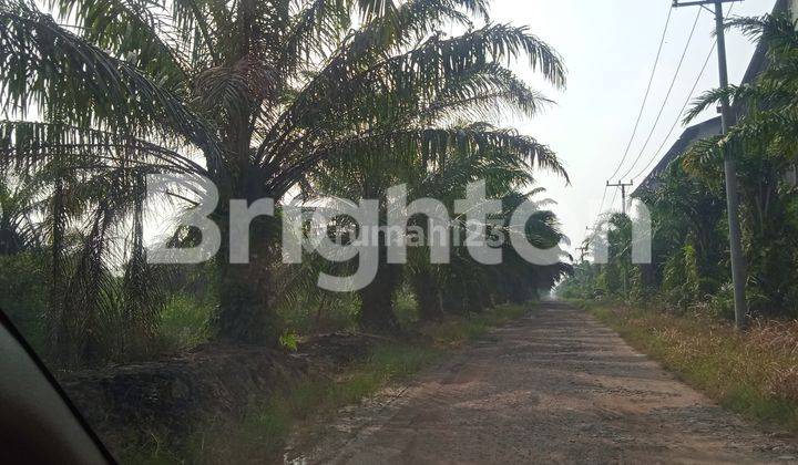 Tanah lokasi sebelah pabrik minyak sawit 1