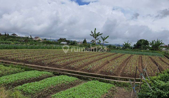 Tanah Sangat Luas, Cipanas, Cianjur, Jawa Barat 2