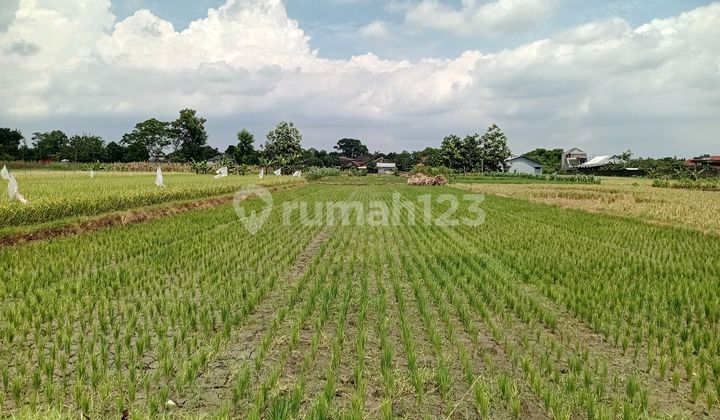 Jual Cepat Tanah Zona Hijau Bagus untuk Investasi di Ngawen, Klaten