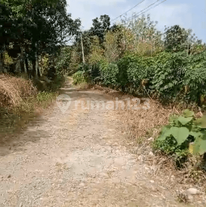 Dijual Tanah Murah Kebun Di Kabupaten Pandeglang  2