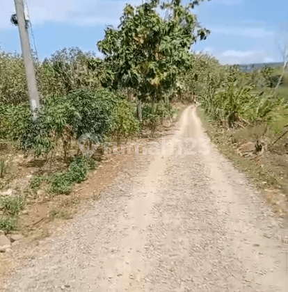 Dijual Tanah Murah Kebun Di Kabupaten Pandeglang  1