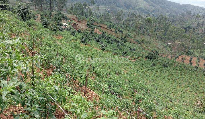 Dijual Perkebunan Sayuran Aktif Di Pacet Kab. Bandung 2