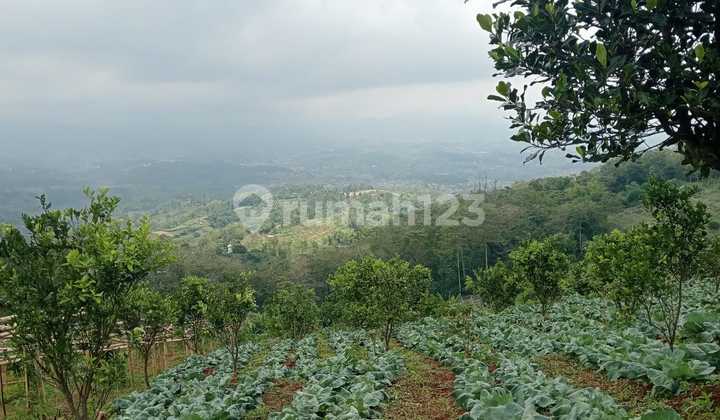 Dijual Tanah Sangat Subur di Pasirjambu Ciwidey