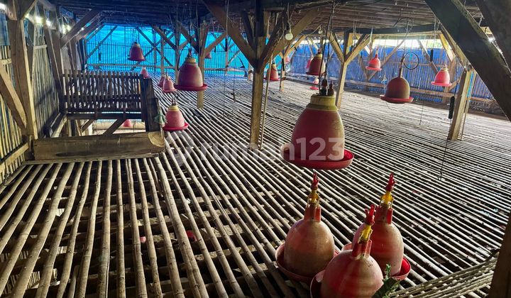 Dijual / Take Over Peternakan Ayam Di Saguling (2km Dari Kbp) 