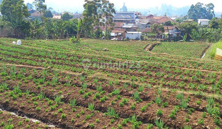 Jual Cepat Tanah Pertanian Aktif Di Pasir Jambu Ciwidey Shm 2
