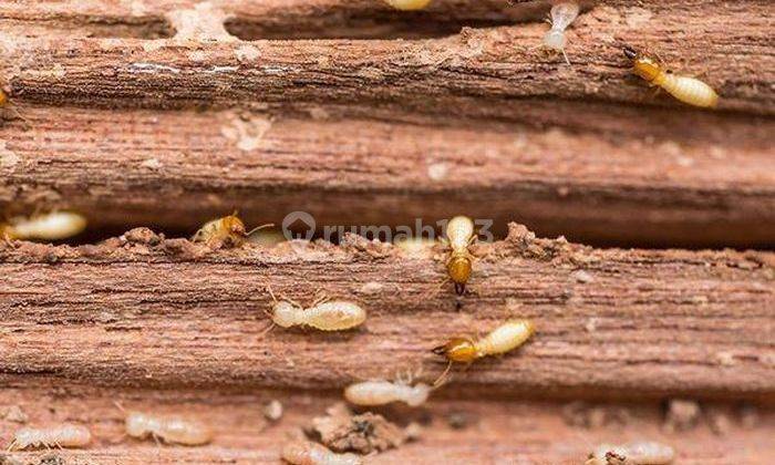 0811878883 Jasa Anti Rayap Pest Control Professional 1