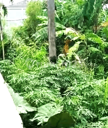 Dijual Lahan Dengan Harga Murah di Pengasinan Daerah Bekasi  4