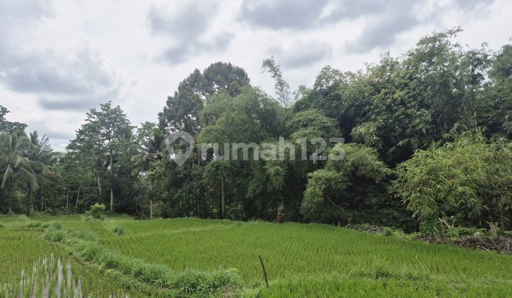 Price Drop BUC! Rice Field View Land for Sale in Kenderan Ubud Location Price Drop BUC! Rice Field View Land for Sale in Kenderan Ubud Location
