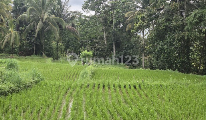 Turun Harga Buc! Tanah Jual View Sawah Lokasi Kenderan Ubud