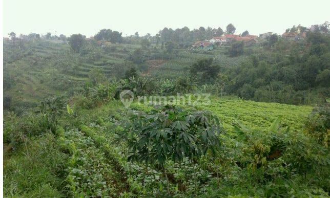 Tanah di Cisarua Bandung Utara,Lahan Luas,SHM 2