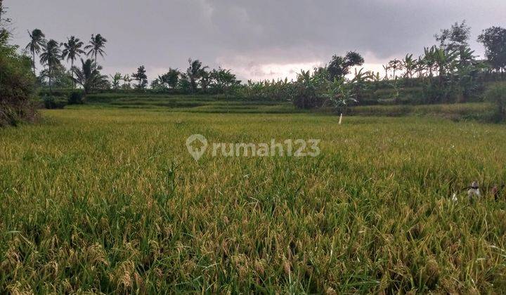 Dijual Tanah Sawah Sinargalih Cilaku Cianjur  1