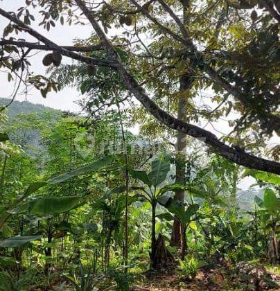 Tanah kebun di Desa Cirawa mekar, kecamatan Cipatat Bandung Barat 2