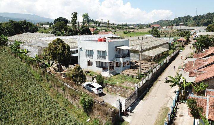 Villa Dan Kebun Mawar Siap Panen di Cisarua Lembang Bandung 4800m SHM 1