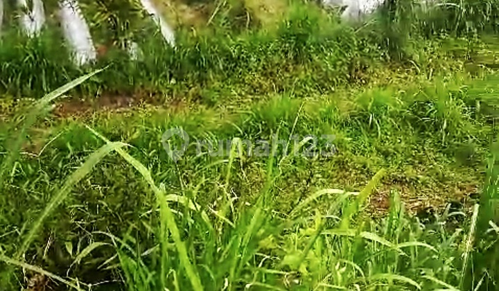 For Sale 5 Are Land with Bali Handara Golf View @bedugul