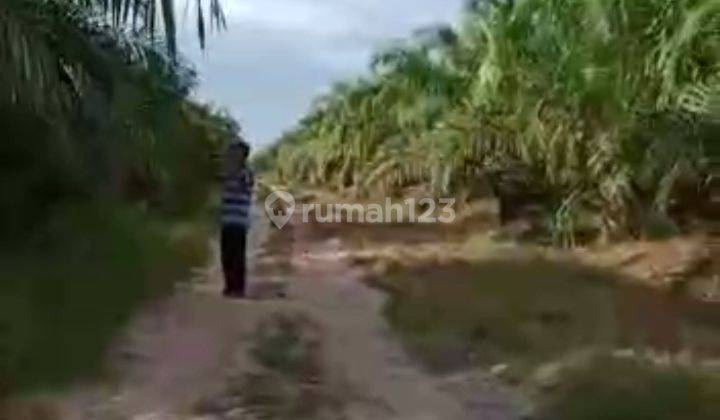 Dijual lahan kebun sawit hasil 200 ton/bulan 2