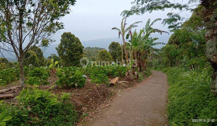 Dijual tanah 3ha full view laut @gobleg, buleleng, bali 4