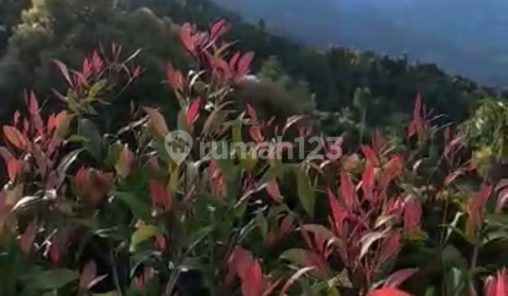 Dijual tanah 1,44ha view laut @munduk, buleleng, Bali 6
