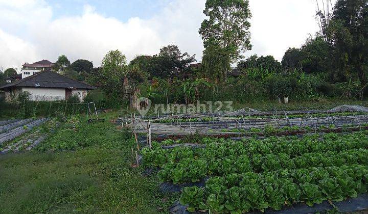 Dijual tanah view danau buyan @pancasari, bedugul 2