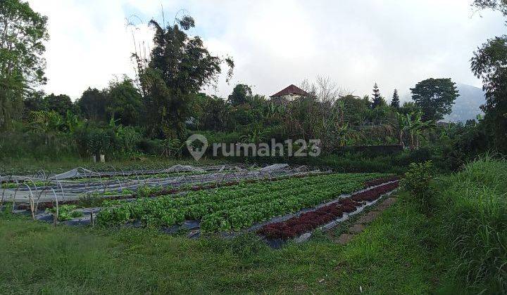 Dijual tanah view danau buyan @pancasari, bedugul 1
