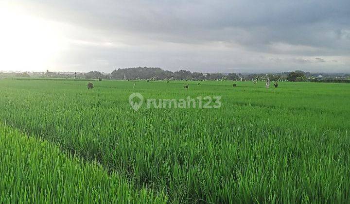 Dijual tanah 1,25ha Dekat Soori Bali @Kelating, Tabanan, Bali 1