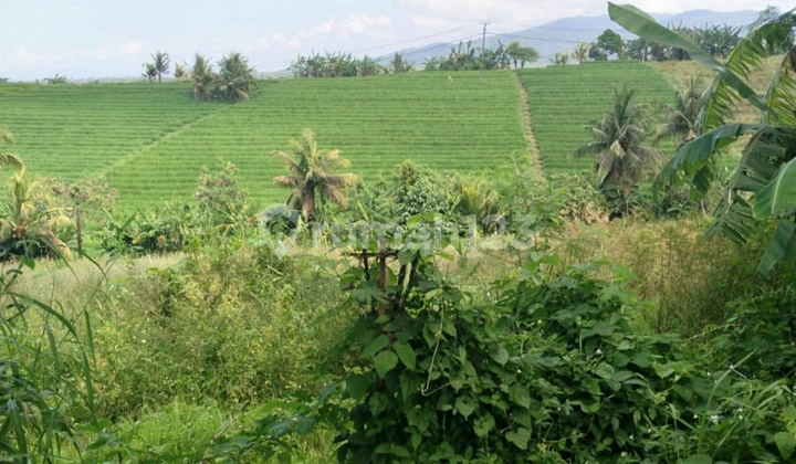 Plot for Sale 31.8 ares Main Road @antap Selemadeg Tabanan