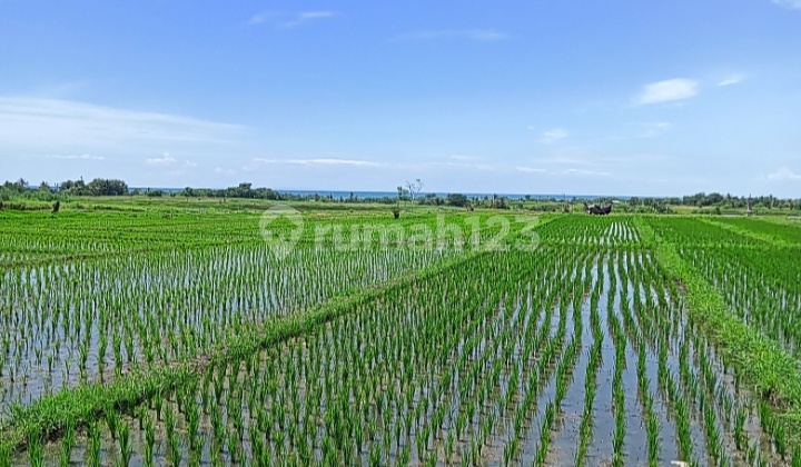 Dijual Tanah 12are View Laut+sawah @kelating, Tabanan, Bali