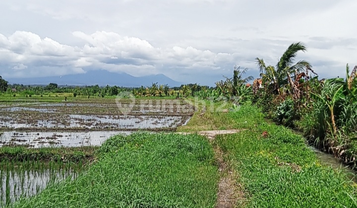 Dijual Tanah 12are View Laut+sawah @kelating, Tabanan, Bali