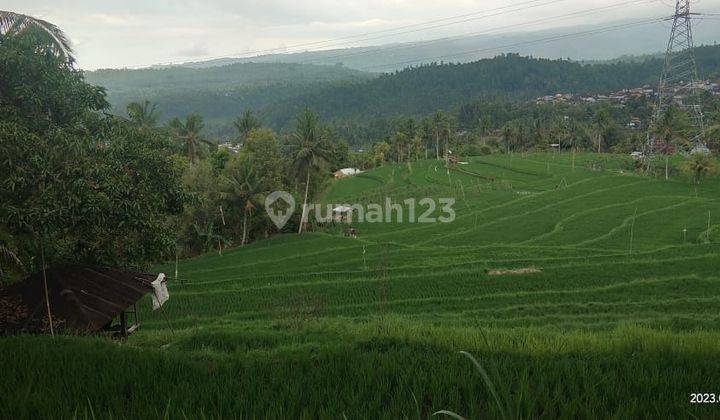 Dijual Tanah persawahan dan kebun cengkeh di Ds Subuk Buleleng 2