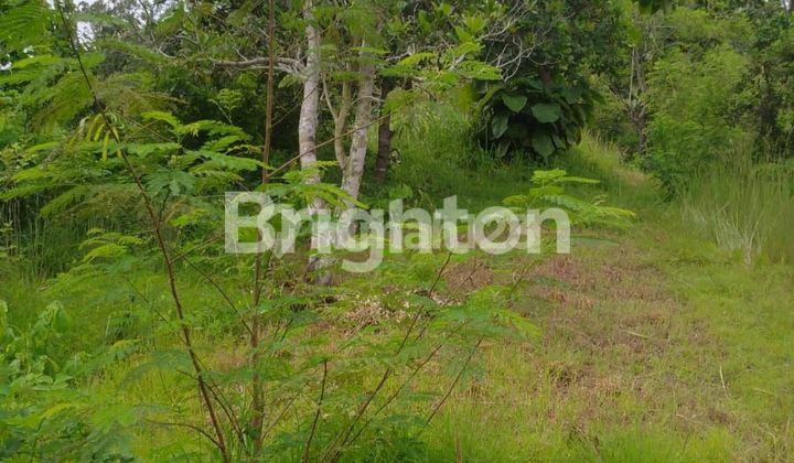 DiJUAL TANAH DI SANGSIT - SAWAN - BULELENG