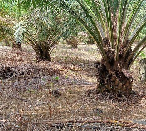 Tanah dijual 4 hectar daerah sepaku di IKN 1