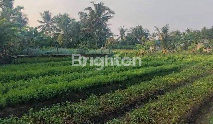 lahan kebun luas 300 m² ukuran 10 × 30 m² 1