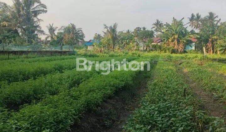 lahan kebun luas 300 m² ukuran 10 × 30 m² 2