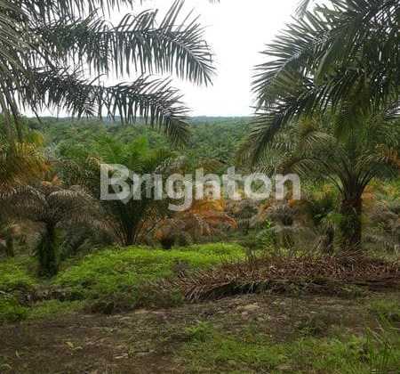 Tanah Dijual Murah Ditengah Kota Ikn Paser