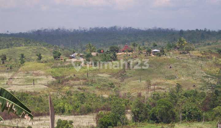 Tanah Seluas 23.360m² Cocok Untuk Perkebunan