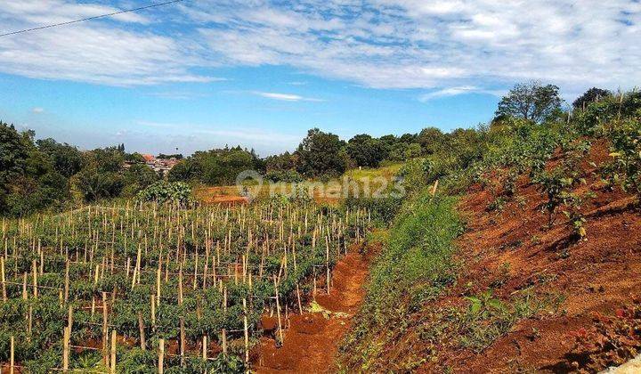 Tanah murah di jln alternatif tamn safari puncak 500 SHM 1