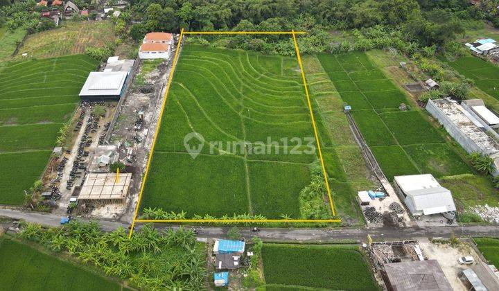 Tanah Di Sewakan 1 Hectare Di Kerobokan 2