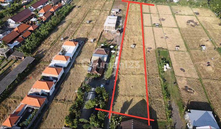 Land For Rent 24 Are Umalas 1 2