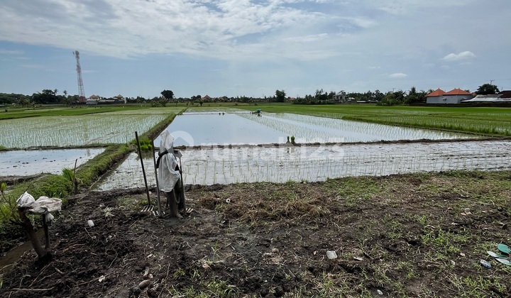 For Sale Rice Field Land in Kabakaba
