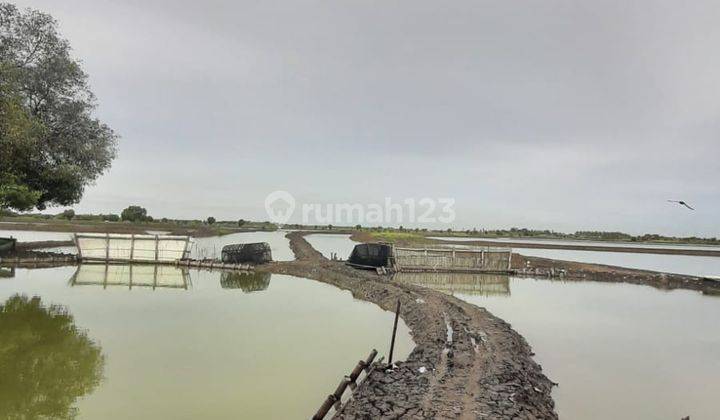 Jual Tanah Luas Dan Empangnya Dengan Akses Mudah di Serang,banten 2