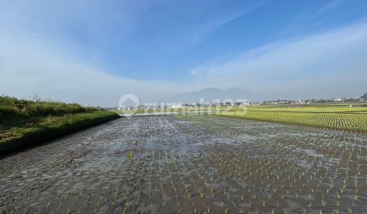 Tanah Sawah Bojongemas Solokan Jeruk Kabupaten Bandung Tanah Sawah Bojongemas Solokan Jeruk Kabupaten Bandung