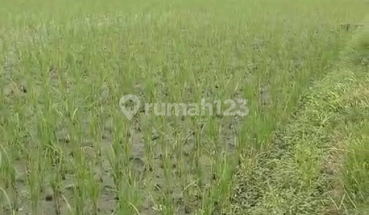 Tanah Kotak Strategis di Jalan Sasana Budaya, Cirebon