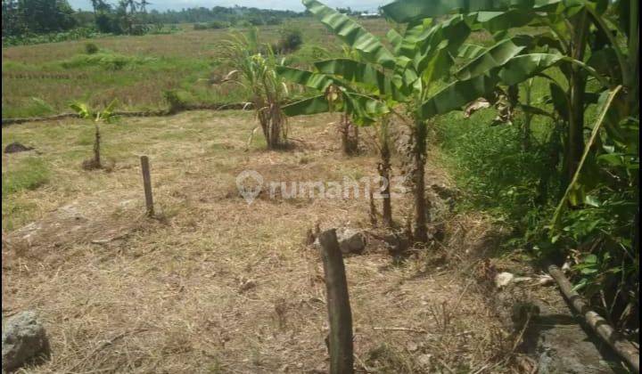 Tanah view sawah Cemagi Mengwi bali 3