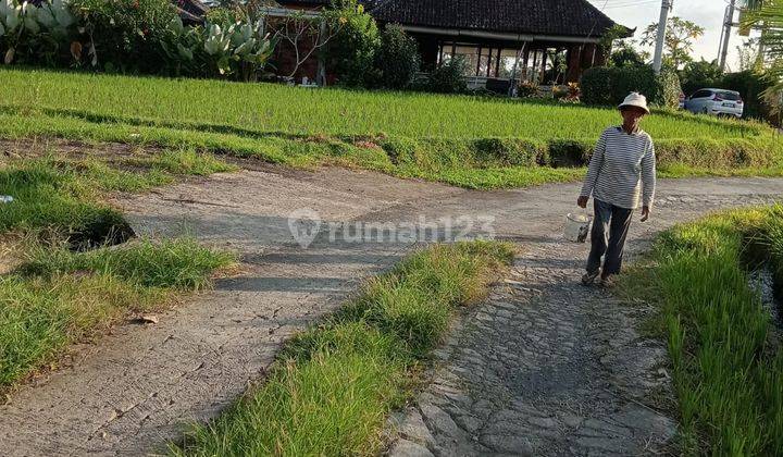 Sewa Tanah Jangka Panjang 25 Tahun Tegalalang Ubud Bali 1
