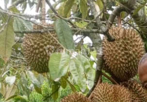 Dijual Lahan Durian Produktif Ngajum