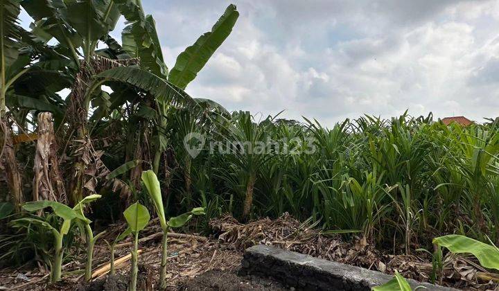 Rare Land Plot For Lease In Canggu CHEAP 2