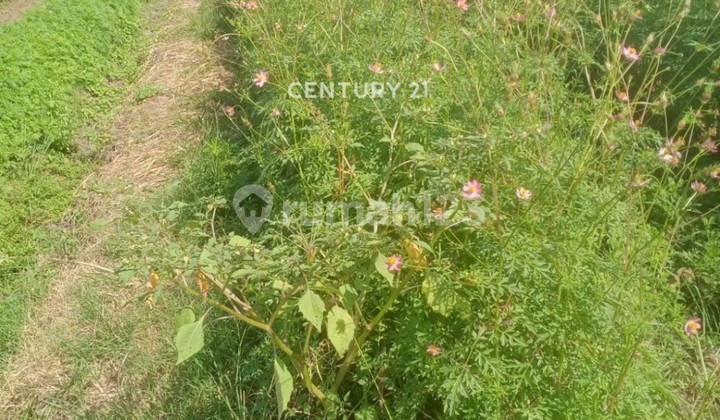 For Sale Rice Field in Kendal Brangsong Central Java For Sale Rice Field in Kendal Brangsong Central Java