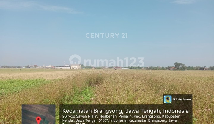 For Sale Rice Field in Kendal Brangsong Central Java For Sale Rice Field in Kendal Brangsong Central Java