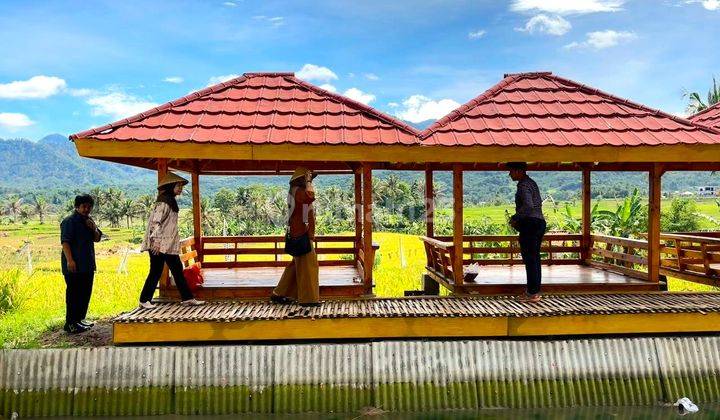 INVESTASI KAVLING SAWAH MASA KINI BISA PANEN PADI SENDIRI 2