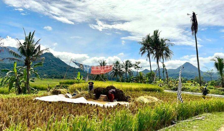 BELI KAVLING SAWAH HARI INI BISA PANEN PADI SENDIRI 1